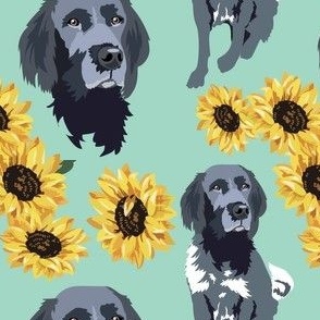 large scale // Munsterlander Dog  Yellow Sunflowers  Turquoise Blue