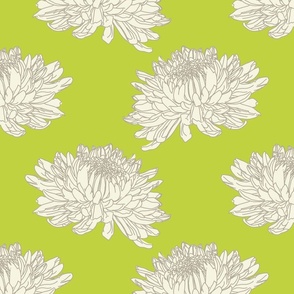 Cream Chrysanthemum Lime