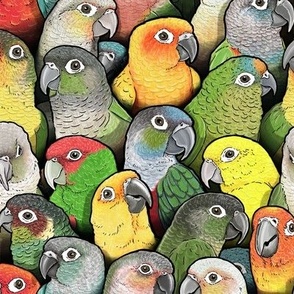 Colour of Conures