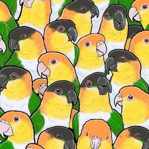 Caique Parrots