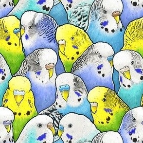 Colourful Budgies Parakeets