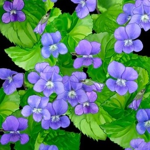 Violets - AT New Jersey State Flower