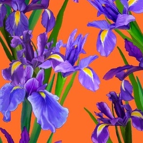 Irises - AT Tennessee State Flowers