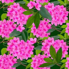 Rhododendron - AT West Virginia State Flower 