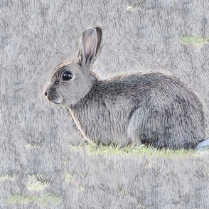 rabbit_gray