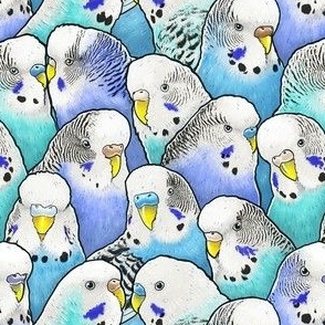 Blue Budgies Parakeet 