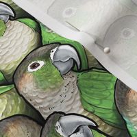 Green-cheeked Conures