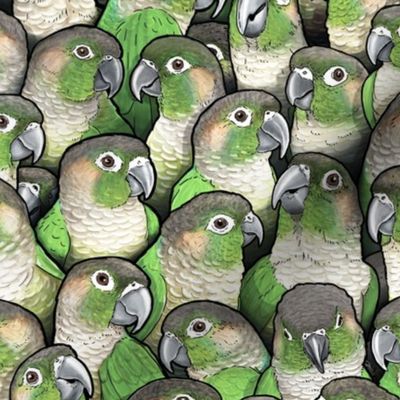 Green-cheeked Conures