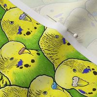 Green Yellow Budgies Parakeet
