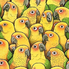 Jenday Conures