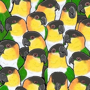 Black-headed Caique Parrots