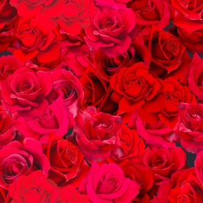 Roses-3-Red - Petal Power