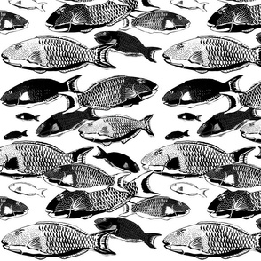 medium- Parrotfish - Hawaiian Uhu -black and white