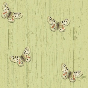 BARNWOOD - AUTUMNAL GARDEN COLLECTION (PEA)