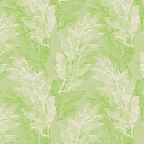 forsythia_leaves_lime-green