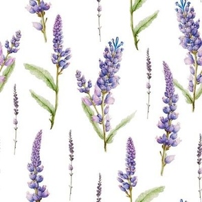 Lavender flower watercolor