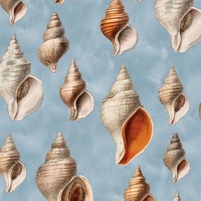 1887 Conch Shells by Prince Albert of Monaco