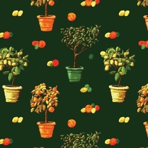 Citrus Topiary