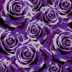 Gypsy Rose Purple