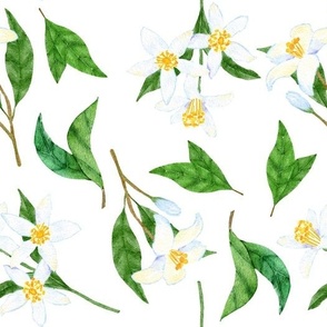Lemons Flowers with Leaves on White Background