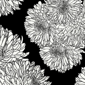 Black And White Chrysanthemum Blooms