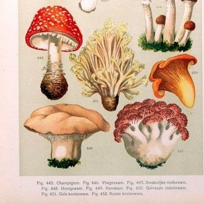 Woodland Mushroom