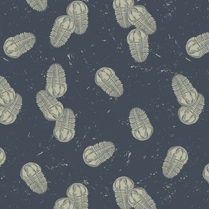 Small Prehistoric Trilobite Fossils with Dark Slate Grey Background