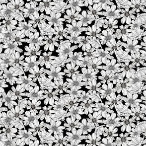 (S) White Cosmos flowers on black