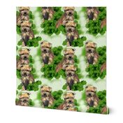 norfolk_terrier_seamless_pattern