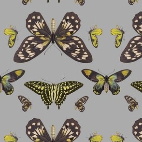 Butterflies (Grey & Green & Yellow)