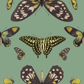 Butterflies (Sage Green & Yellow)