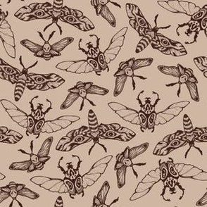 (small) Beetles and moths earth tones