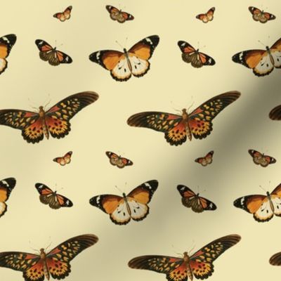Butterflies (Orange)