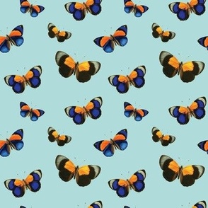 Butterflies (Blue & Orange)