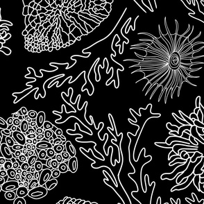 Ocean Corals on a black background