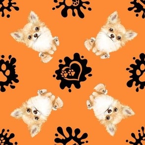 Puppy Love 5 Chihuahua Orange