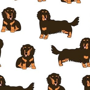 Dachshund Long-haired pattern