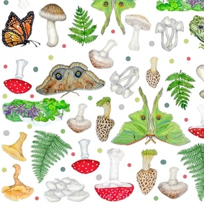 Moths Mushrooms And Ferns Botanical Print