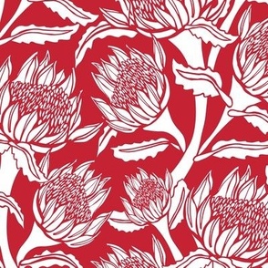 Waratah Rhapsody Red & White Medium