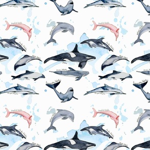 Watercolour dolphins hand drawn white blue pink kids room
