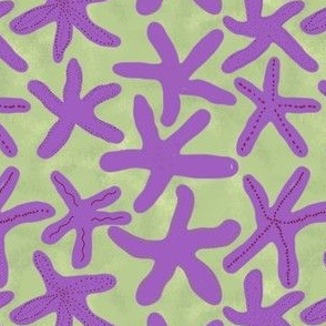 Painted Sea Stars | Aurora del Mar