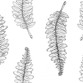 Black and white ferns botanical print