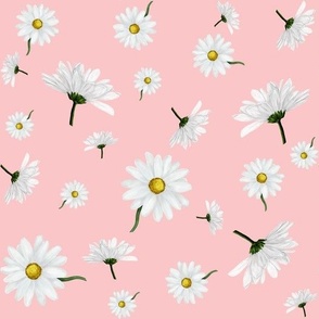 Daisies on pink