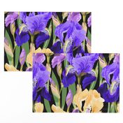 Purple Violet and Pale Yellow Irises Allover