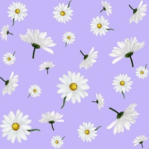 Daisies on lilac 