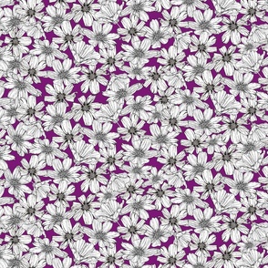 (S) White Cosmos flowers on magenta