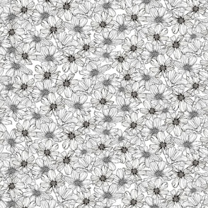 (S) White Cosmos flowers on white