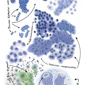 Cells from the human body. 
Cytology,  pathology,  histology,  teaching and learning guide.  Use it on any science project.  
Other cell types are in the shop and in our site CytoNerd.com 