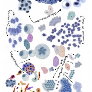 Cells from the human body. 
Cytology,  pathology,  histology,  teaching and learning guide.  Use it on any science project.  
Other cell types are in the shop and in our site CytoNerd.com 
