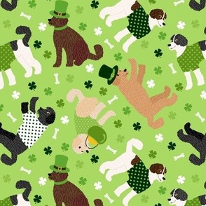 St. Patrick's Day Labradoodle / Goldendoodle